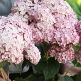 Drvo hortenzije ružičasti anabel: opis, sadnja i njega, recenzije